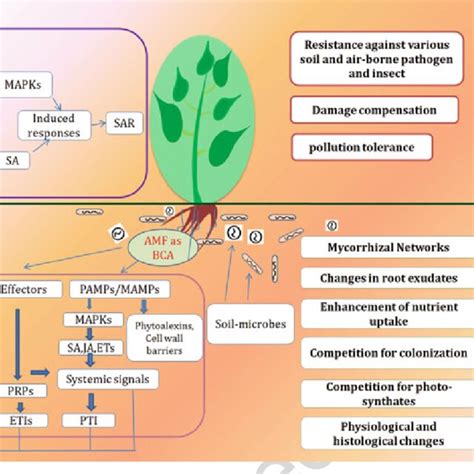 Schematic Representation Of Mycorrhizal Induced Resistance Mir