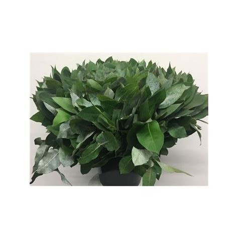 Euca Robusta P Stem 10 Stems Per Bunch 41751 FloraXchange