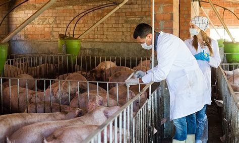 Module Swine Biosecurity