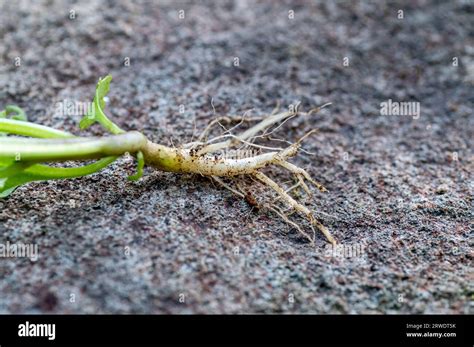 Roots Of Atropa Belladonna Commonly Known As Belladonna Or Deadly