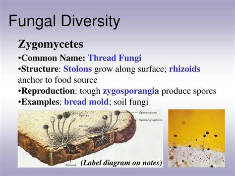 Ppt Characteristics Of Fungi Powerpoint Presentation Free Download Id1481321