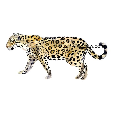 Jaguar png transparent Background image free, (32) - Photo #8346 ...