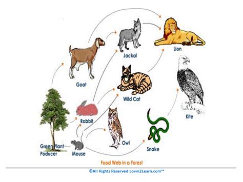 Forest Food Web Examples