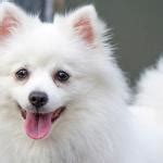 Perro Esquimal Americano O American Eskimo Todo Sobre La Raza