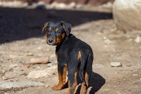 Rottweiler Mix - A-Z Animals