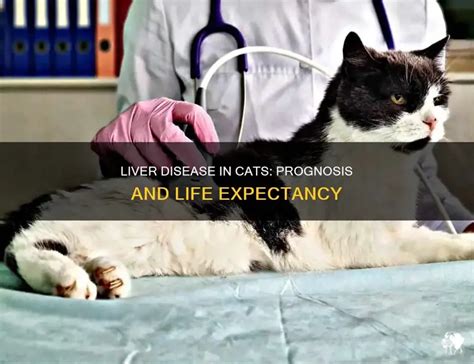 Liver Disease In Cats: Prognosis And Life Expectancy | PetShun