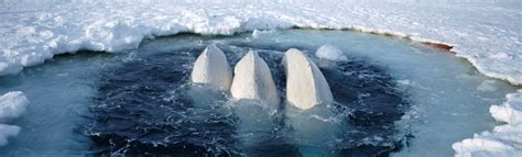 Beluga whales, Canadian High Arctic - The Whale Sanctuary Project ...