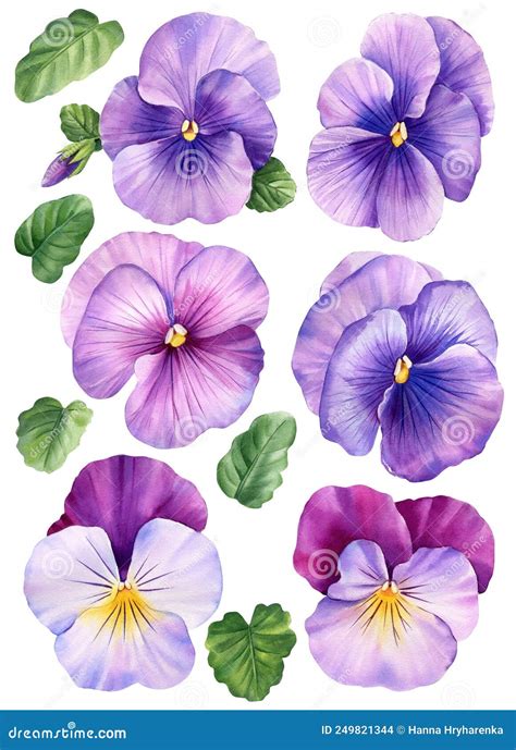 Viola Set Pansy Flowers On A White Isolated Background Hand Drawn