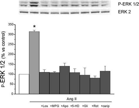 Ang Ii Induced Phosphorylation Of Erk Ang Ii Nmol L Induced