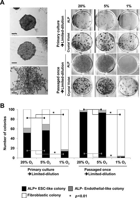 Colony Formation Assay Of The Differentiated Cells In Each Oxygen