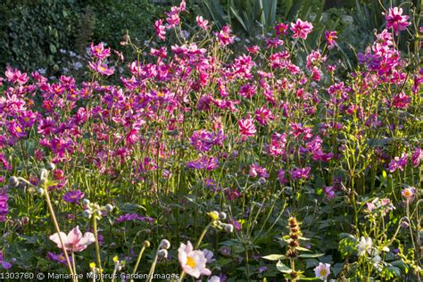 Marianne Majerus Garden Images