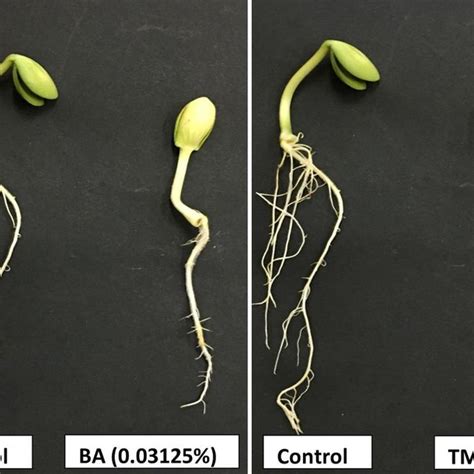 Disease Cycle Of Rhizoctonia Solani Causing Seedling Disease On