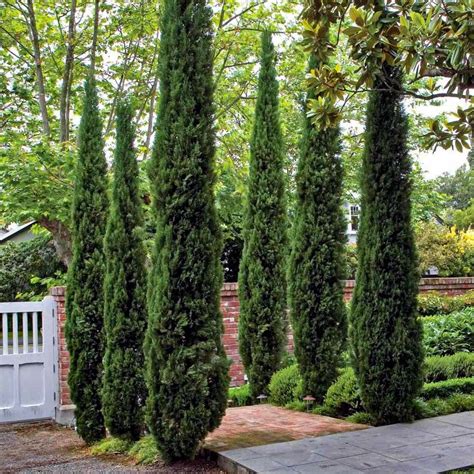 Italian Cypress For Sale | Fast Growing Evergreens | PlantingTree