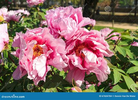 Pink Flowers of the Moutan Peony Stock Photo - Image of bright, floral ...