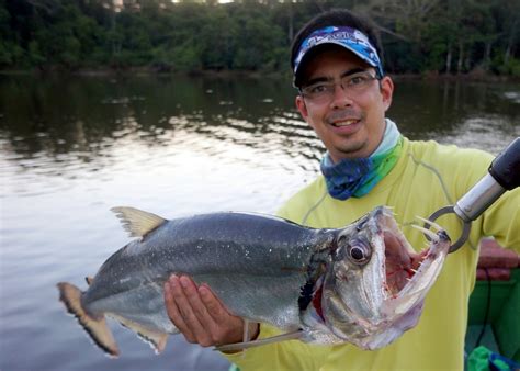 How to Catch Payara Fishing With Lures and Bait