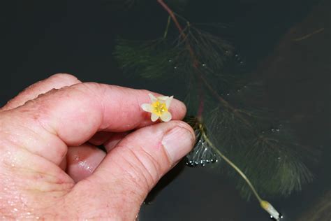 Carolina Fanwort From Nuangola Lake Pennsylvania 18707 USA On