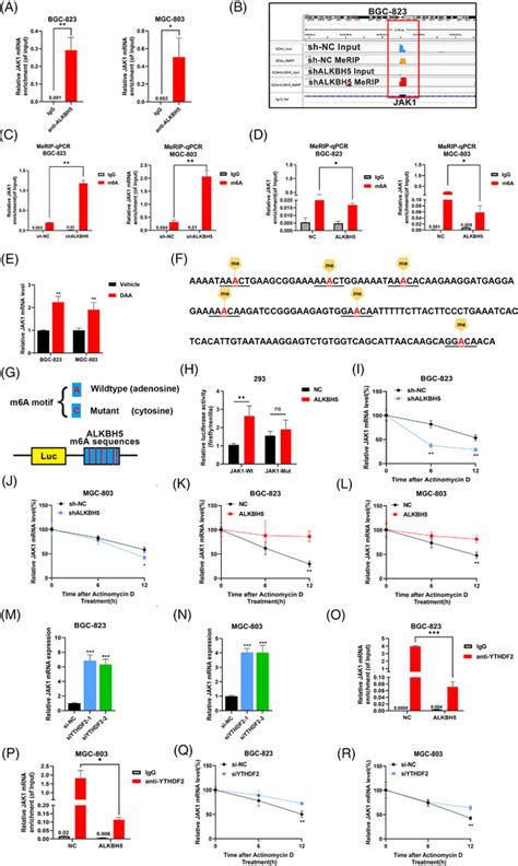 Alkb Homologue Alkbh Removes N Methyladenosine M A