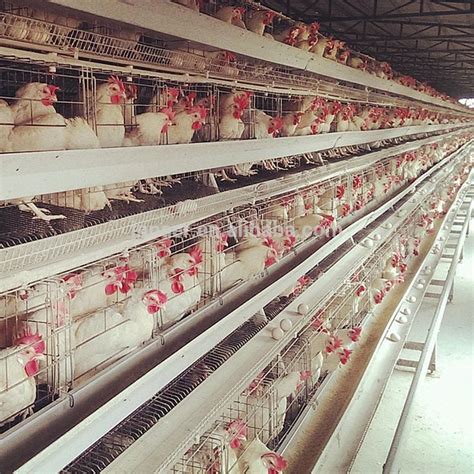 Nests Tier Birds Battery Cages For Chicken Farm Africa Chicken