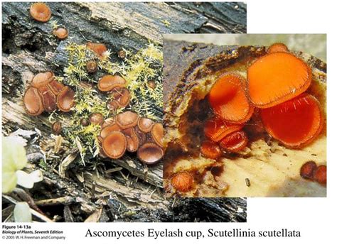 PPT - Ascomycetes: Phylum Ascomycota PowerPoint Presentation - ID:1761457