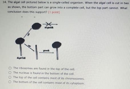 Solved: The algal cell pictured below is a single-celled organism. When ...