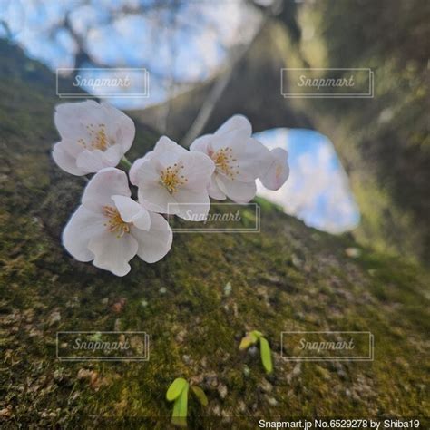 桜のクローズアップの写真・画像素材 6529278 Snapmart（スナップマート）