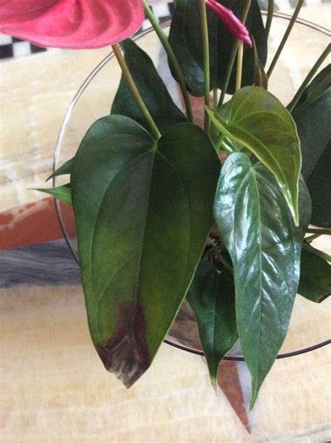 My Anthurium Has Brown Spots Help Flower Fertilizer Leaves Plant