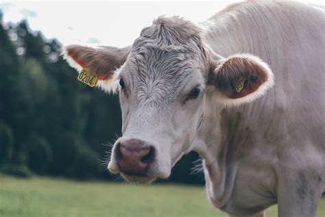 Cow Closeup Royalty-Free Stock Photo