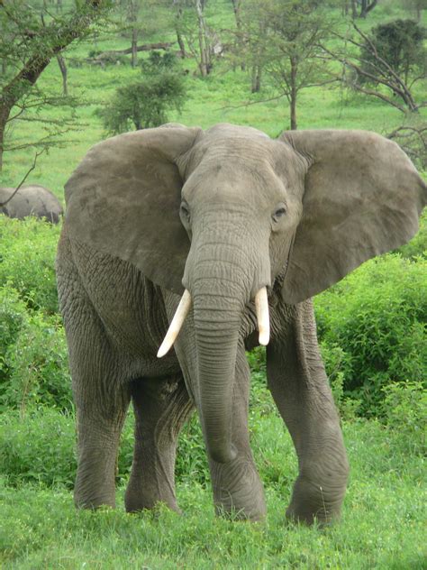 Elephant - Animals Photo (13168524) - Fanpop