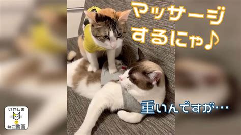 【癒し猫動画】ふみふみマッサージ♪ 【猫 マッサージ】 Youtube