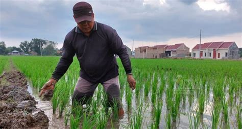 Petani Di Pemalang Keluhkan Kelangkaan Pupuk Subsidi Kontras Id