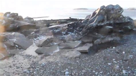 Fossils Tin Can Beach Saint John NB Jan 22 2019 The Beach YouTube