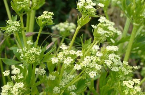 unbelievable truth  celery nutritious    tang