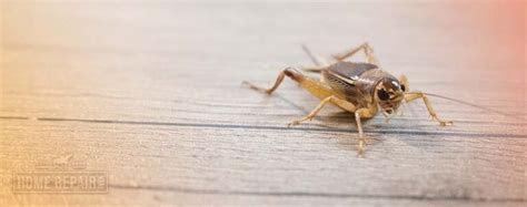 How To Get Rid Of Crickets In The Basement Home Repair Geek