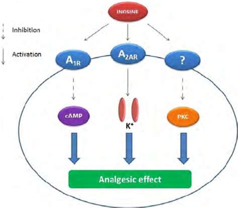 Principal Mechanisms Of Inosine Antinociception A R Adenosine A