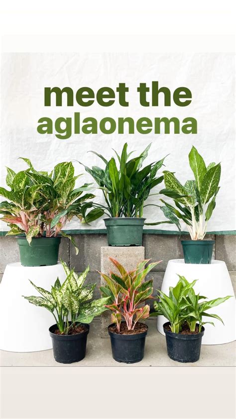 Aglaonema Plant Care And Growing Guide Of The Most Popular Houseplant