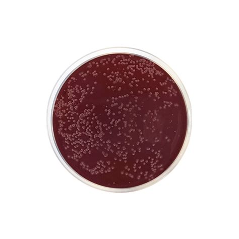 Base De Agar Campylobacter Preston Formato G