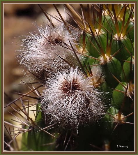 Echinocactus Grusonii Gold Barrel Cactus There S Ba Flickr