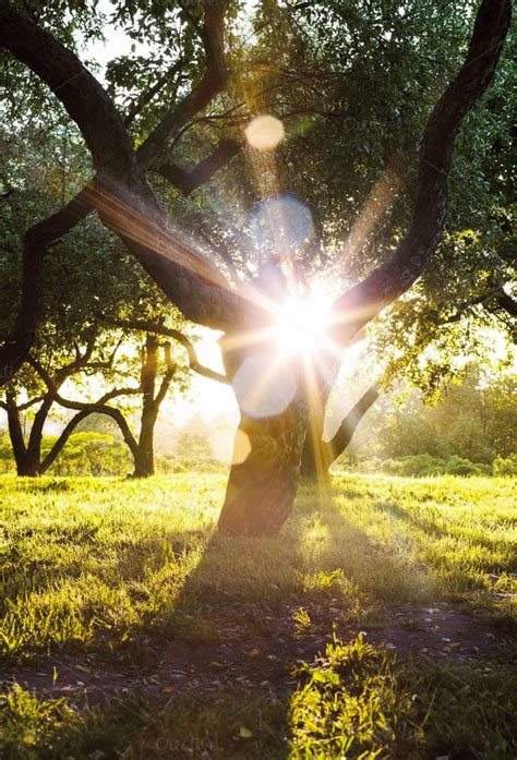 Sun Shines Through Tree Crowns Nature Pictures Beautiful Landscapes