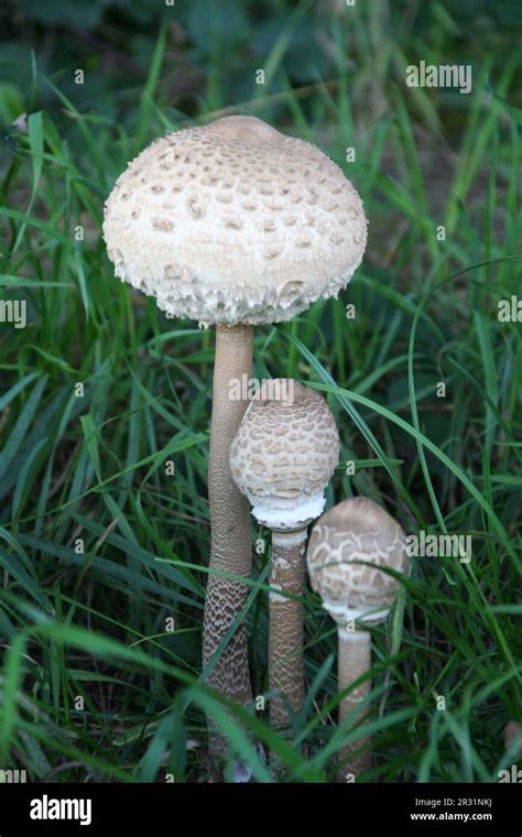 Giant Parasol Mushroom Stock Photo Alamy