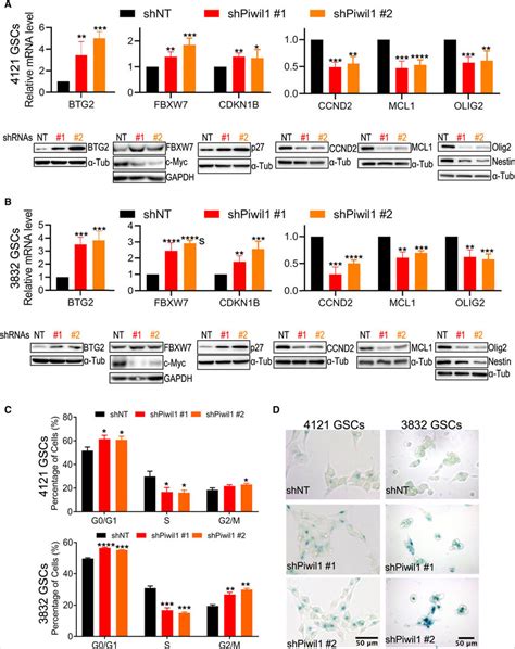 Piwil1 Regulates Cell Cycle Senescence And Stem Cell Marker