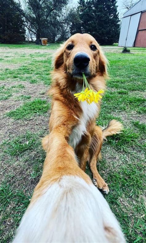 Pet of the week: This farm dog learned how to take selfies and has not ...