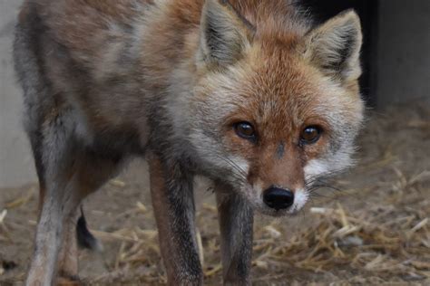 ホンドギツネ 京都市動物園