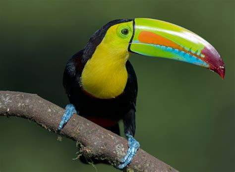 Rainbow-Billed Toucan: The Flying Banana | BirdNote