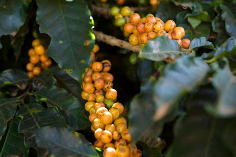 Yellow Bourbon Coffee Beans Grade 1 Vietnam Bourbon Specialty