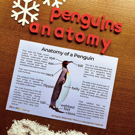 Penguin Anatomy Parts of a Penguin Parts Penguin Anatomy Display Poster ...