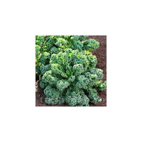 Graines De Chou Kale Bio