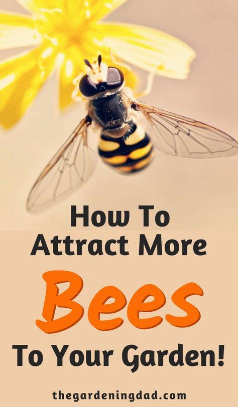 17 Best Attracting Bees images in 2020 | Cool plants, Bee, Plants