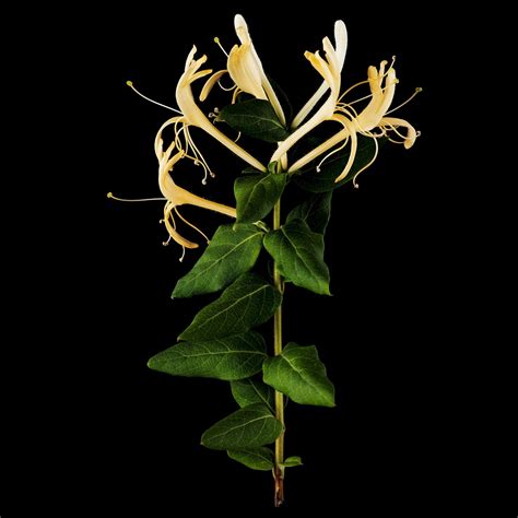 HONEYSUCKLE & DAVANA perfume by Jo Malone London - Wikiparfum