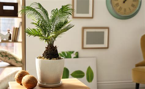 Types Of Palm Plants To Grow Indoors 48 Off