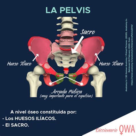 Conoce La Pelvis Y Toda Su Estructura De Forma Visual